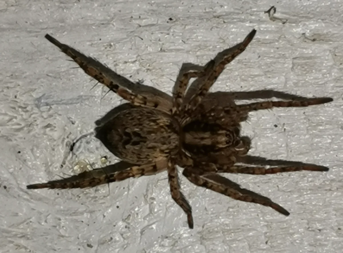 Dark-colored ghost spider on white wall showing natural coloration variation