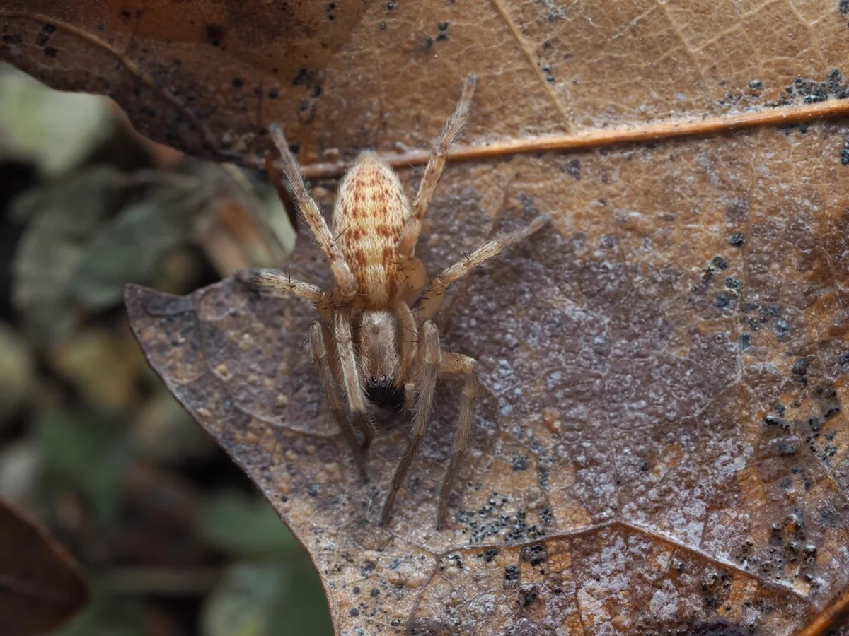 Ghost spider on dried leaf in natural outdoor habitat