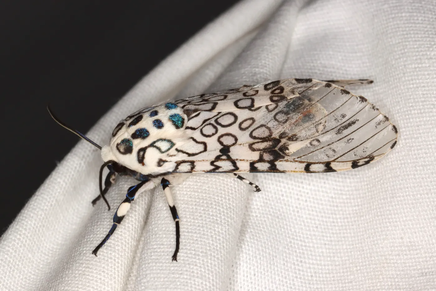 Adult giant leopard moth resting on white fabric, showing black-ringed white wings, iridescent blue spots on the thorax, and banded legs