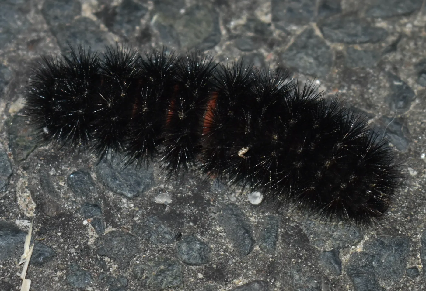 Full-grown giant leopard moth caterpillar crawling across pavement in fall, its black bristles hiding most of the red bands