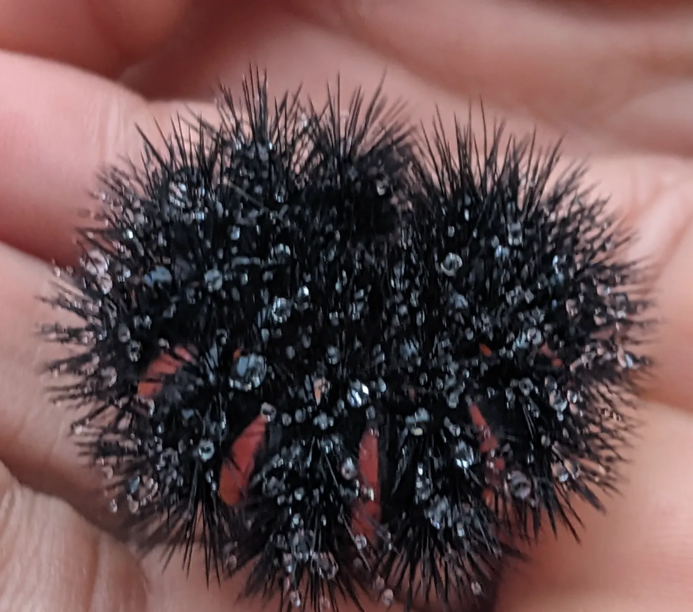 Giant woolly bear caterpillar curled into a defensive ball in a person's palm, exposing bright red rings between segments