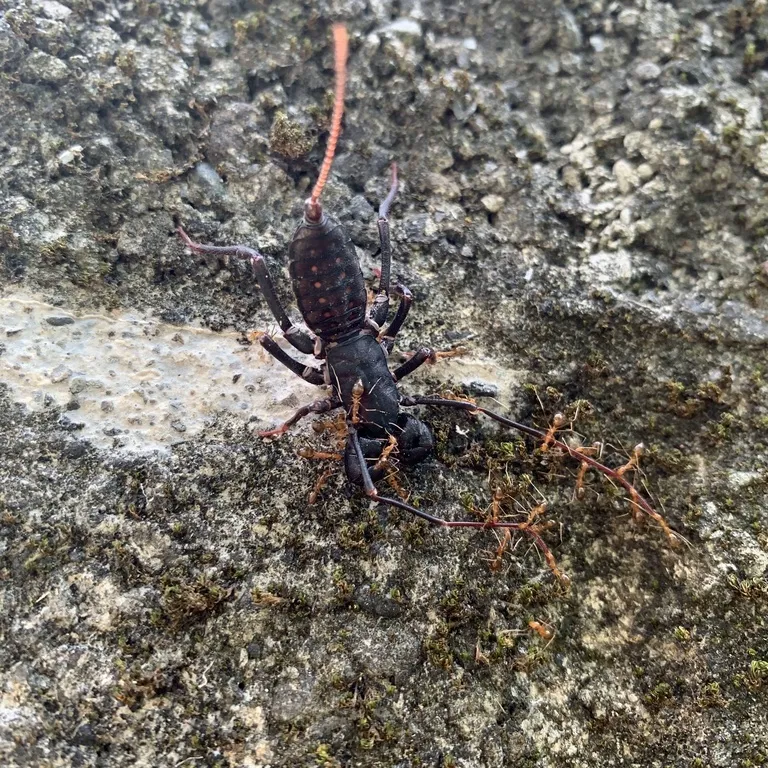 Giant whip scorpion on a rock showing its dark body, reddish pedipalps, and long whip-like tail