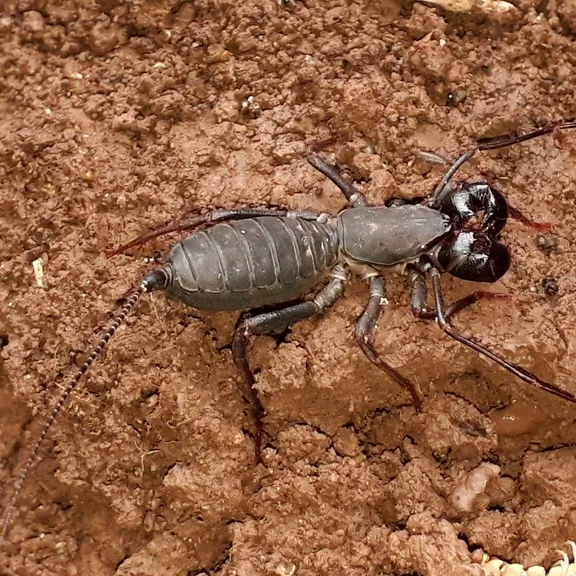 Giant whip scorpion on soil showing side profile with visible pedipalps and segmented body