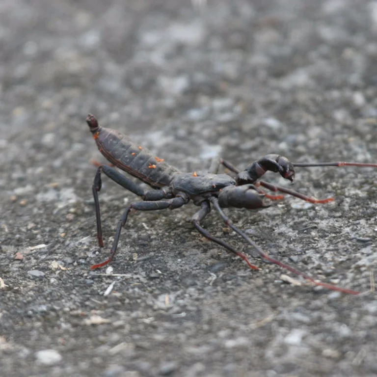 Giant whip scorpion walking on a concrete surface showing side profile with visible pedipalps, legs, and raised whip tail
