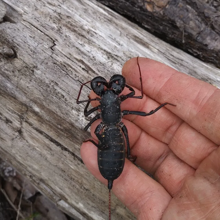 Giant whip scorpion held in a hand to demonstrate size with body approximately two inches long