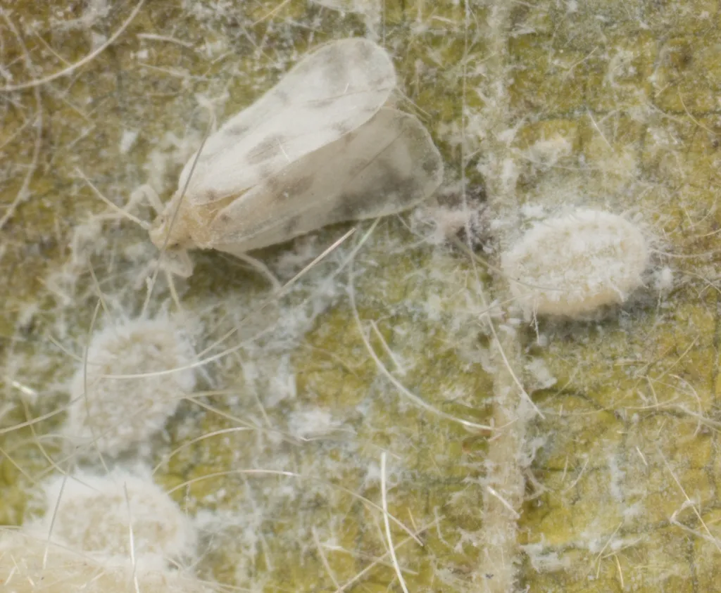 Giant whitefly adults and nymphs on the underside of an infested leaf with waxy residue