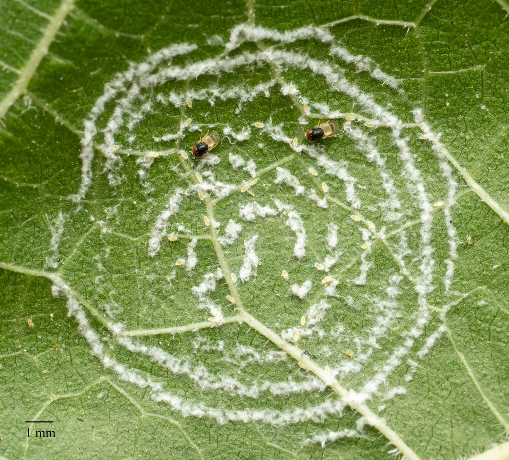Giant whitefly spiral egg pattern with ants on the underside of a leaf