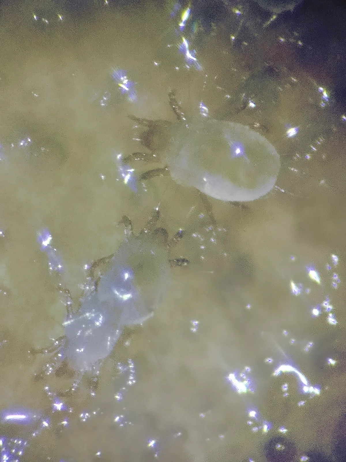Multiple grain mites visible under magnification showing translucent bodies