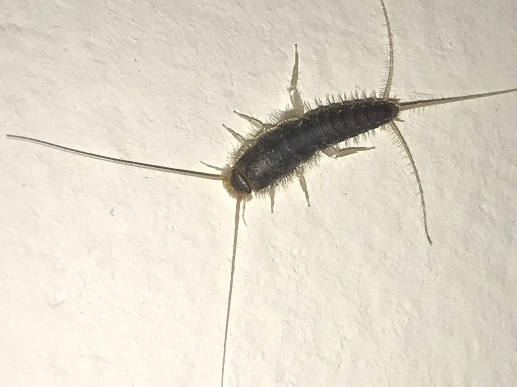Gray silverfish on white wall showing full body with long antennae and three tail filaments