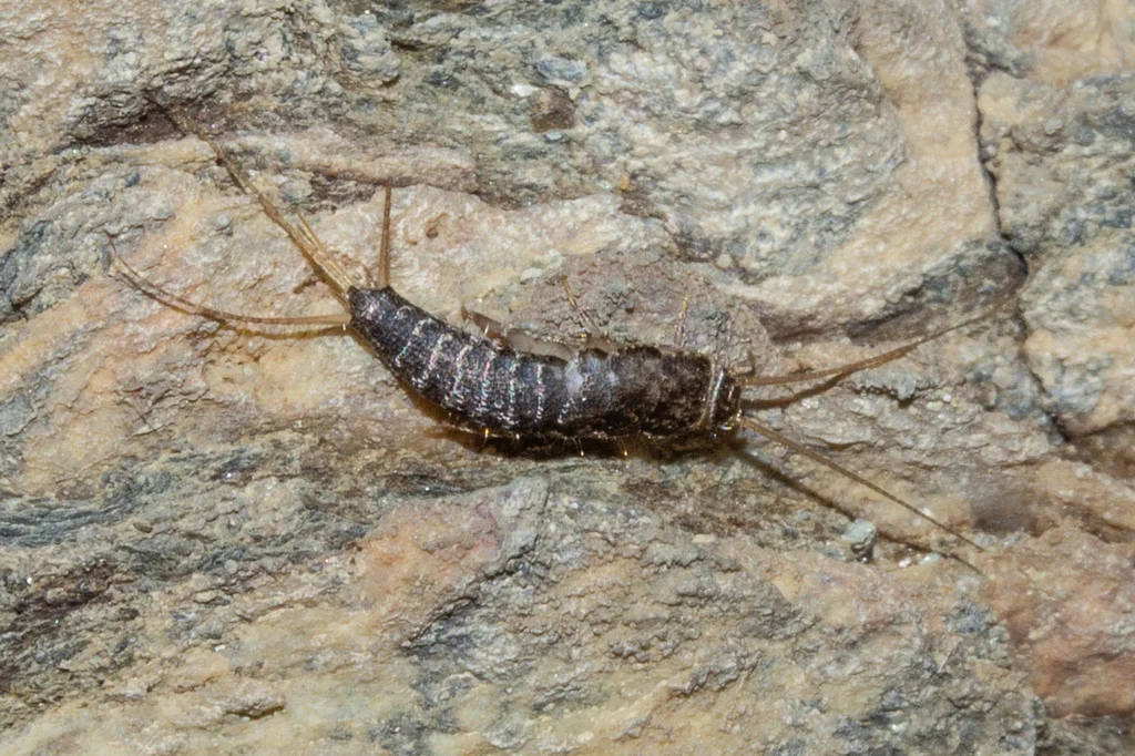 Gray silverfish on stone surface showing natural coloring and scale patterns