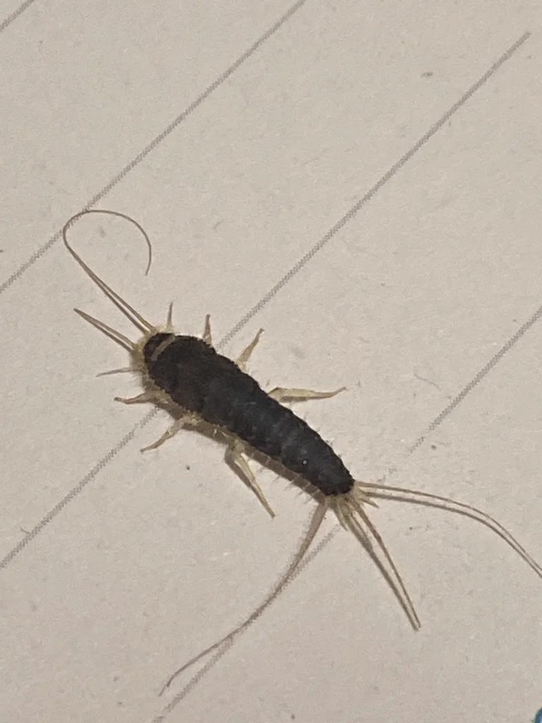 Gray silverfish on tile floor demonstrating typical indoor habitat