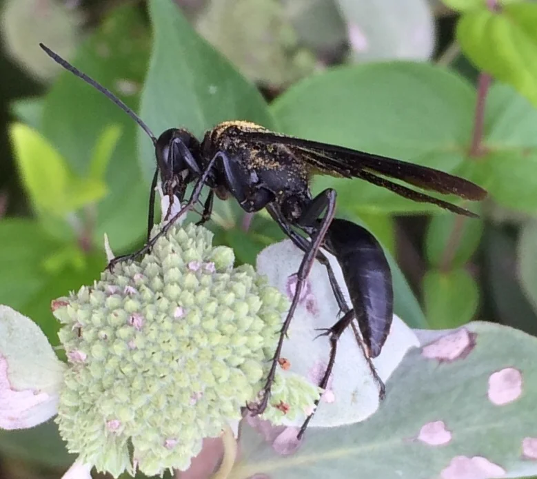 Great black wasp profile showing characteristic narrow waist and long legs