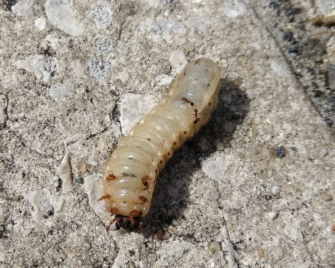 Cream-colored green June beetle grub crawling across a concrete surface