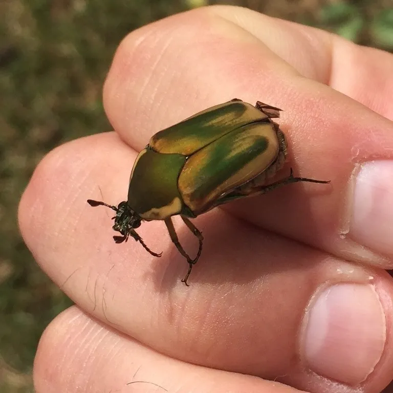 Green June beetle perched on a person's fingers for size comparison