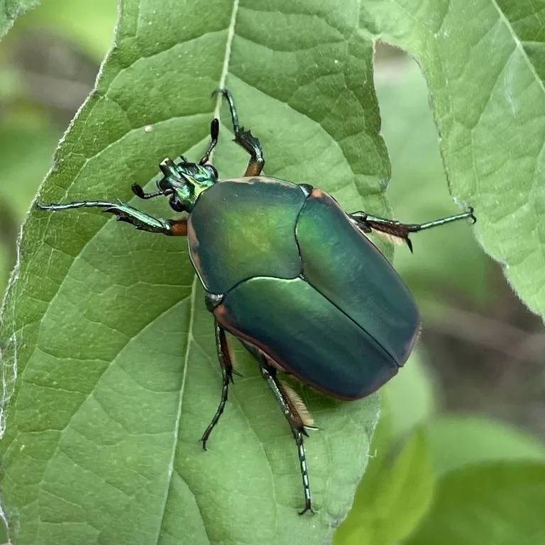 Dark green June beetle crawling on a broad green leaf with its legs spread