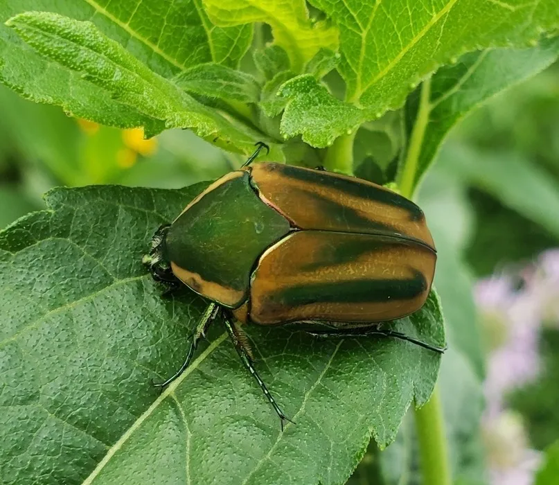 Green June beetle resting on a leaf showing the tan stripes along its wing covers