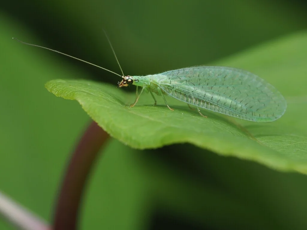 Green lacewing resting on a green leaf showing its characteristic long antennae