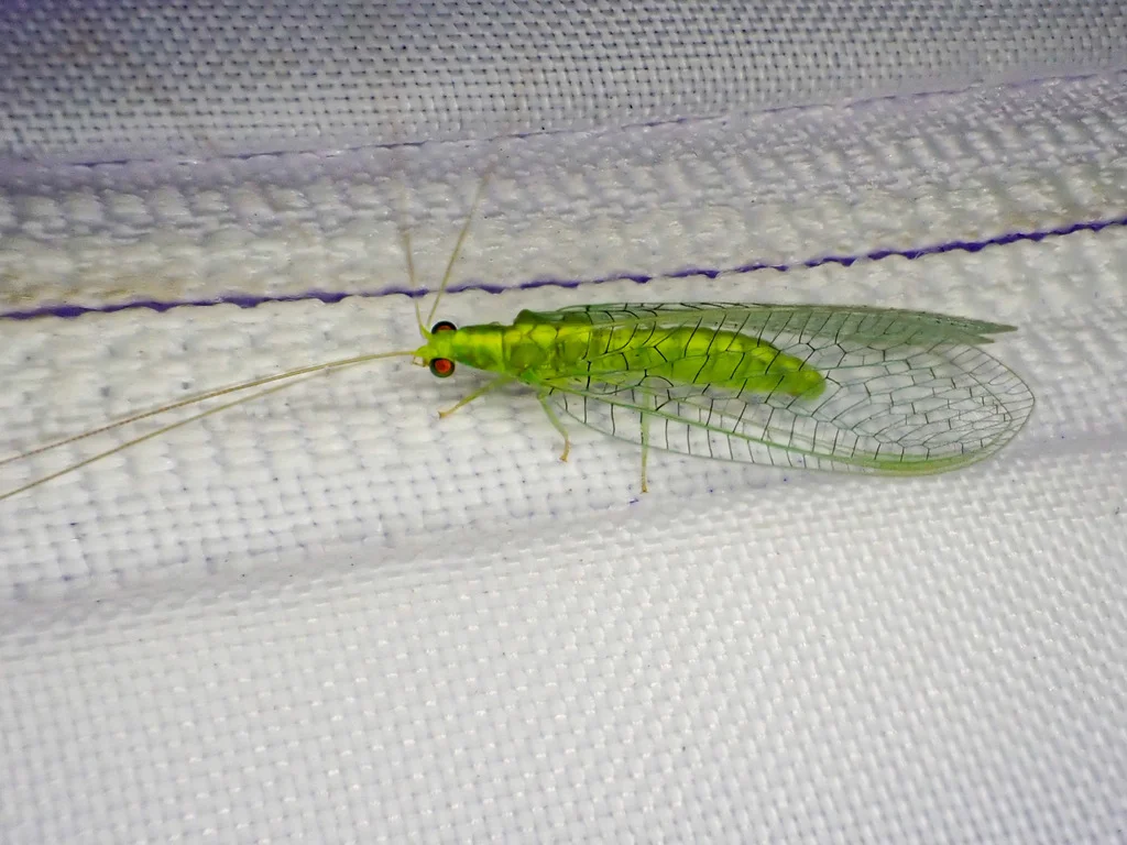 Side view of green lacewing showing its slender green body and golden eyes