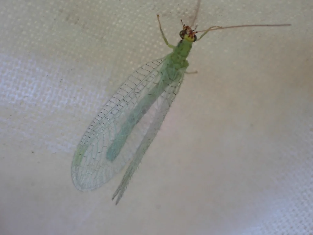 Top-down view of green lacewing displaying full wing venation pattern