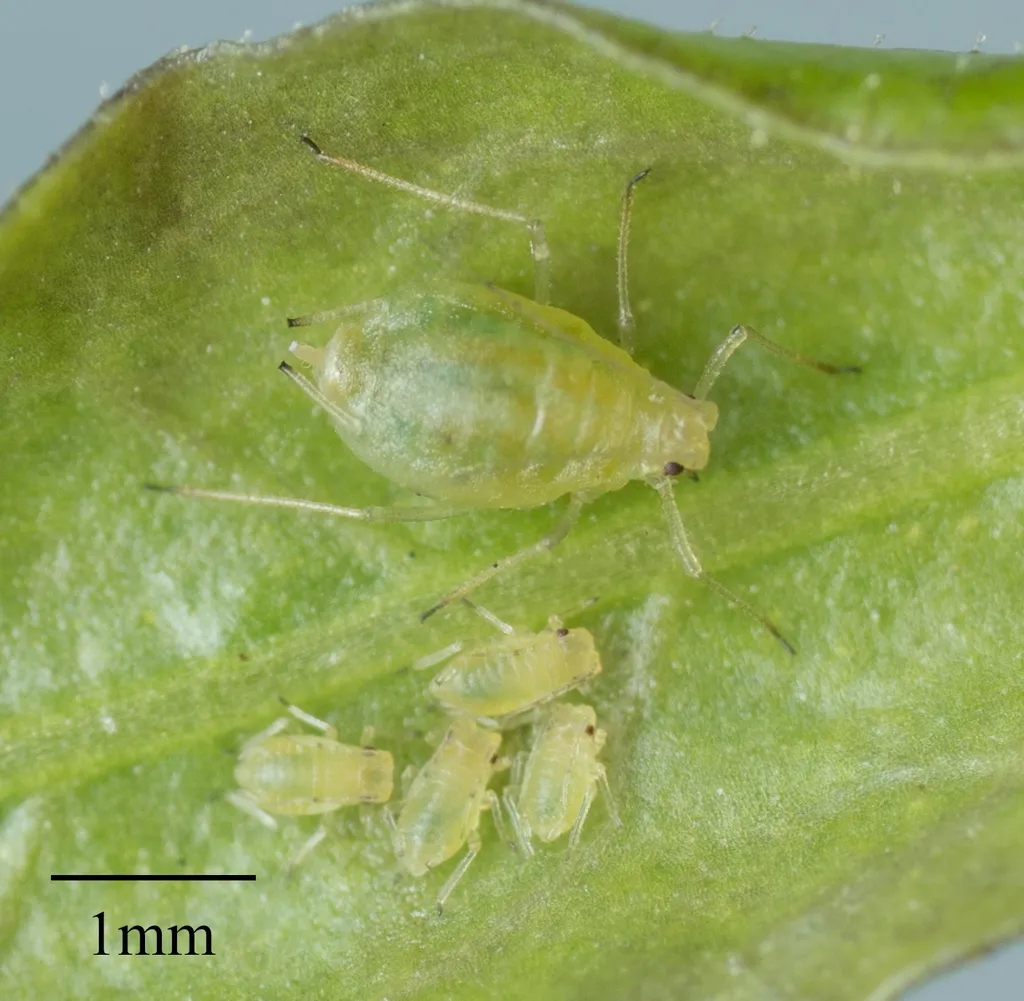 Adult green peach aphid with nymphs on a leaf showing scale comparison