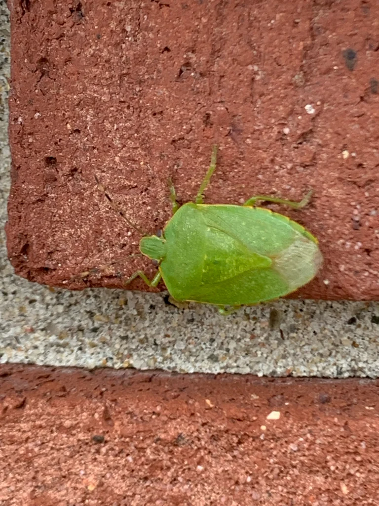 Green stink bug on brick exterior surface near home entry point