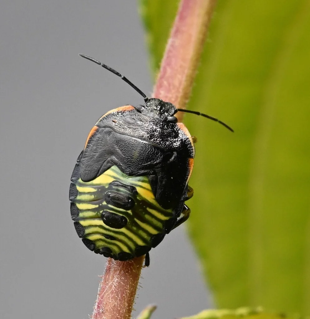 Late-stage green stink bug nymph with developing wing pads on plant stem