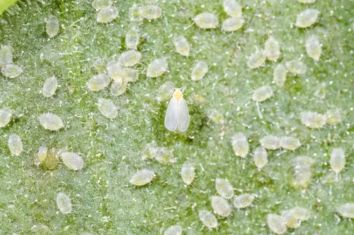 Adult greenhouse whitefly surrounded by nymphs showing multiple life stages