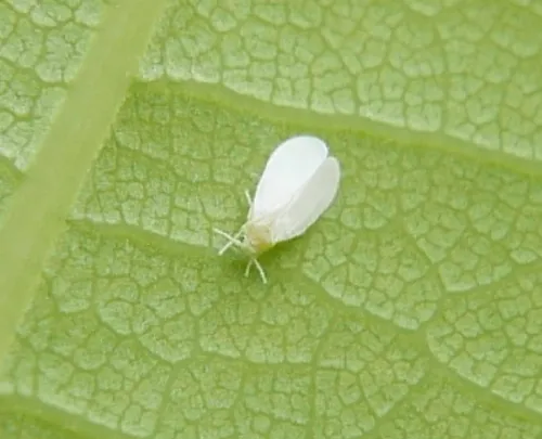 Close-up of a single greenhouse whitefly on a leaf with visible body detail