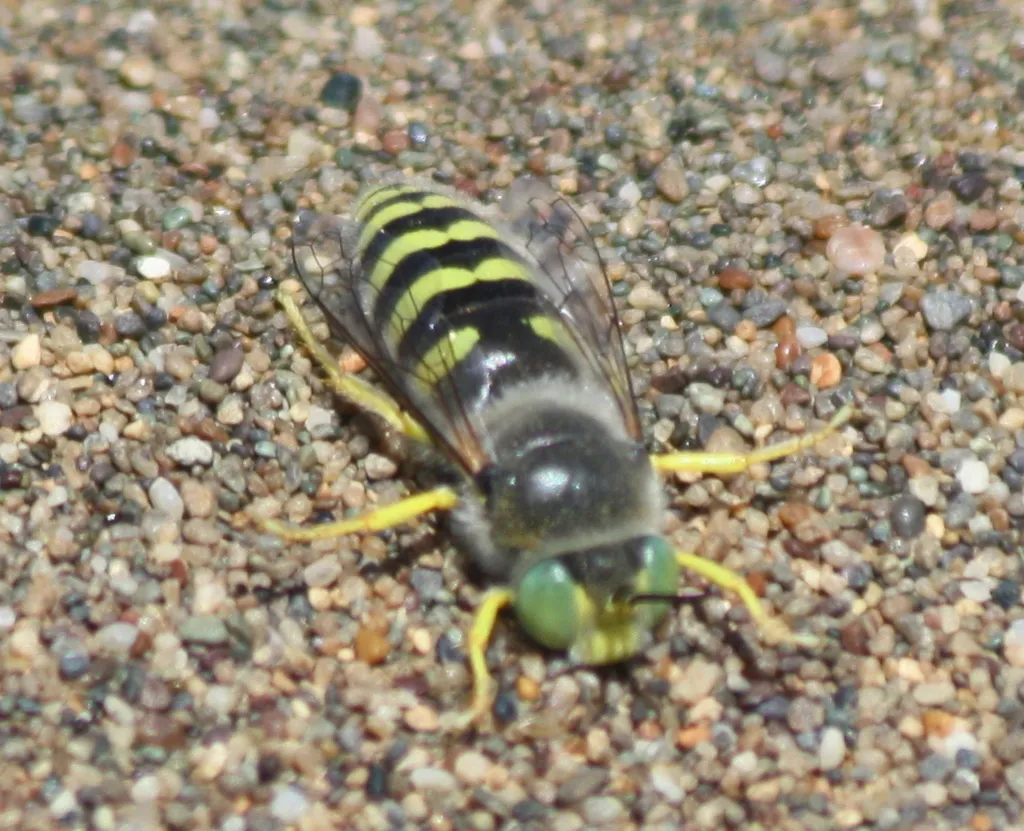 American sand wasp on sandy ground displaying black and yellow striped abdomen and green eyes