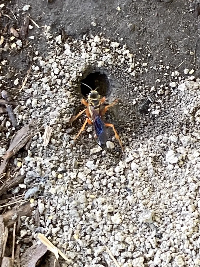Great golden digger wasp near burrow entrance in sandy soil showing typical ground nesting behavior