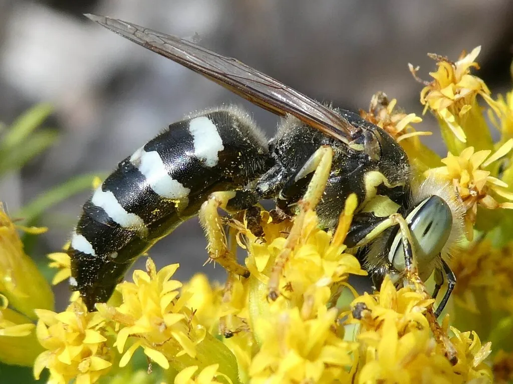 American sand wasp on yellow goldenrod flowers showing black and white banded pattern