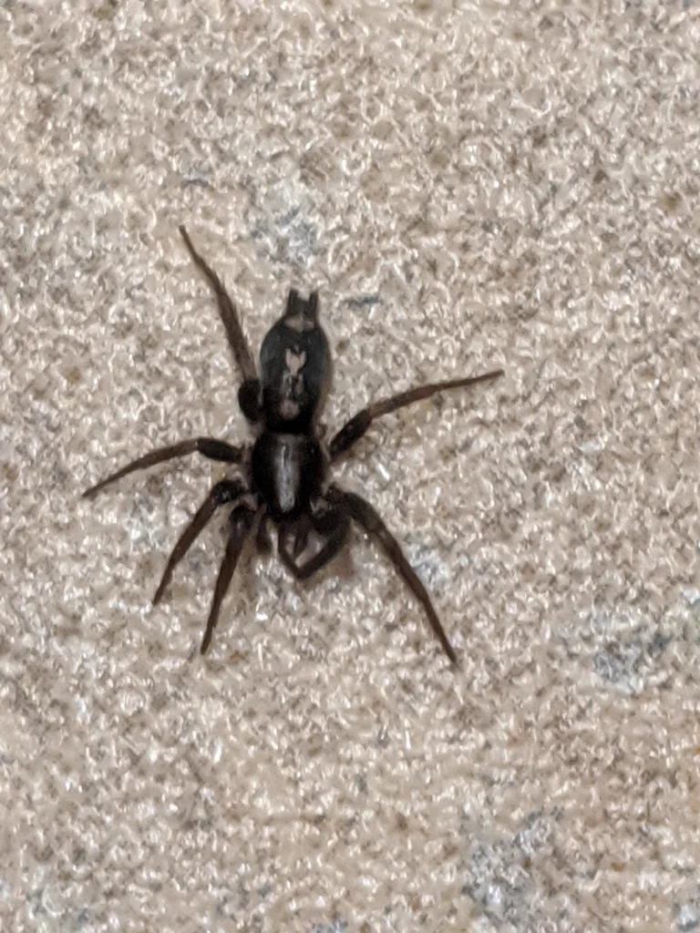 Ground spider from above on concrete showing characteristic dark coloration
