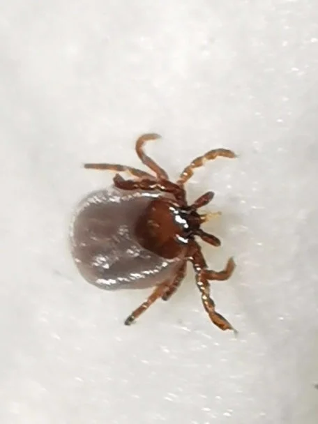 Close-up of engorged groundhog tick displaying its rounded grayish body