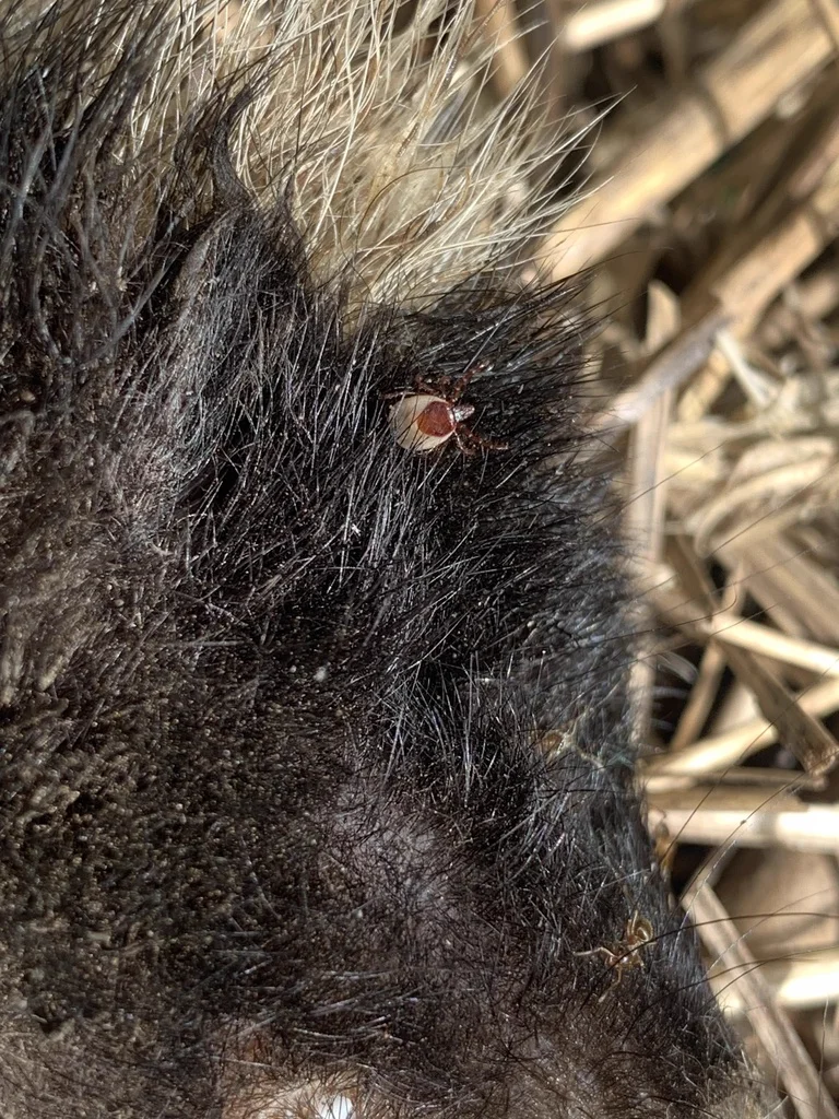 Groundhog tick attached to host animal fur showing natural feeding behavior