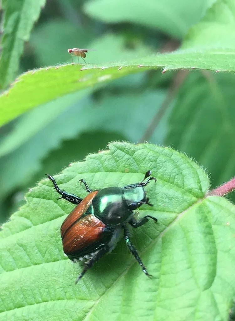 Japanese beetle on a green leaf in its natural habitat