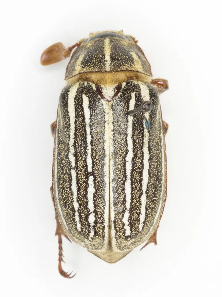 Top-down view of an adult June beetle showing tan striped pattern