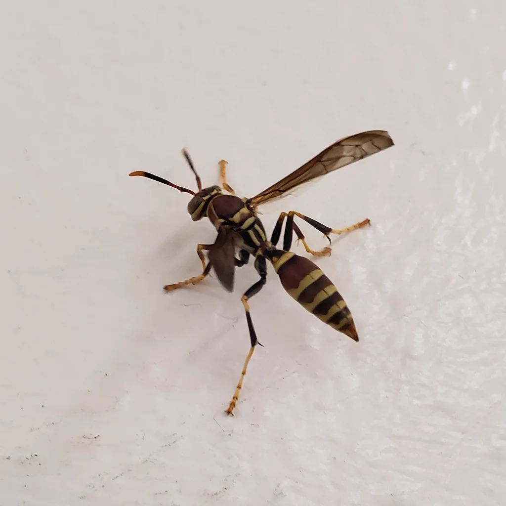 Guinea wasp resting on an indoor wall showing body profile