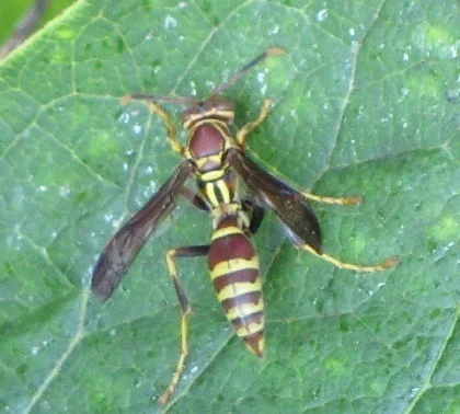 Guinea wasp foraging on green leaf with wings spread