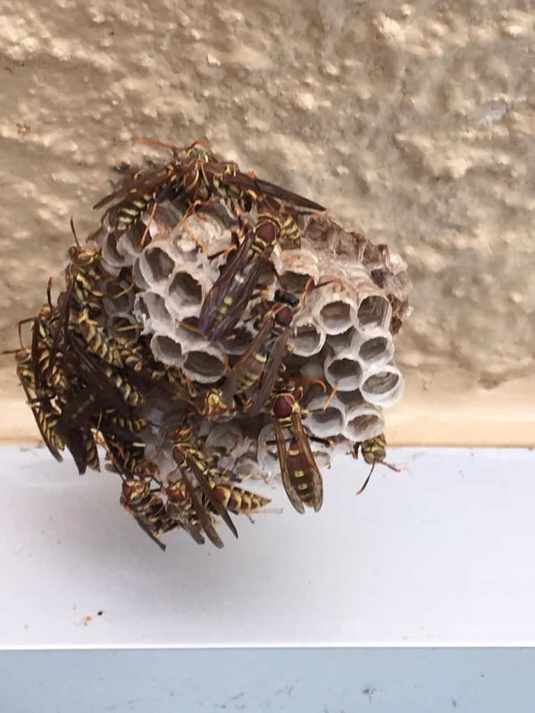 Colony of guinea wasps on umbrella-shaped nest under shelter
