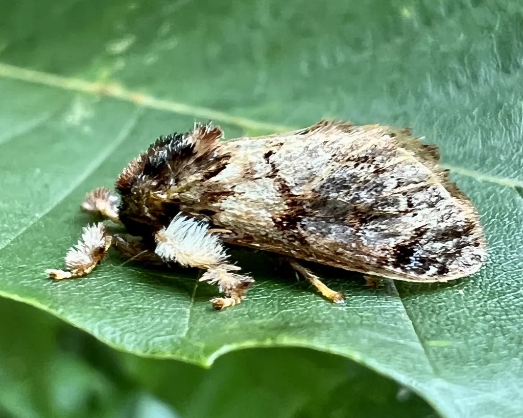 Adult hag moth resting on a leaf with mottled brown wings and white tufts of hair on its legs