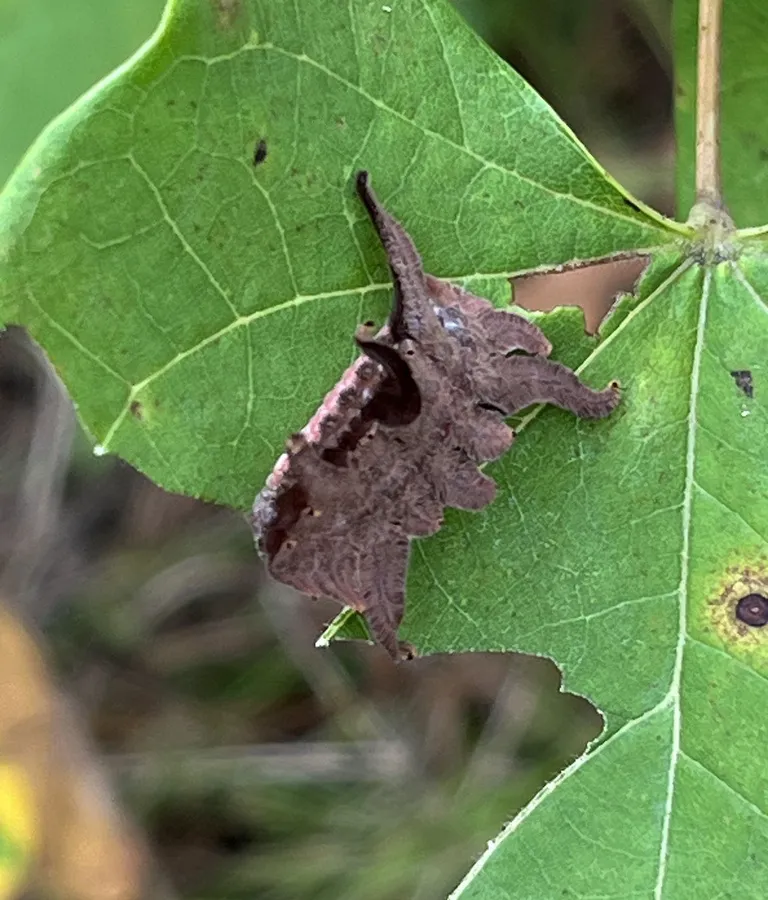 Dark brown hag moth caterpillar on the edge of a leaf, blending in like a piece of dead leaf