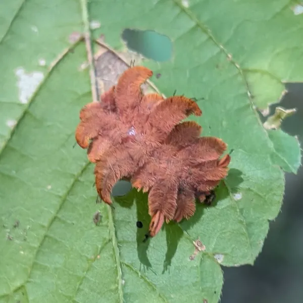 Reddish-brown hag moth caterpillar on a green leaf with its hairy side flaps spread like a star