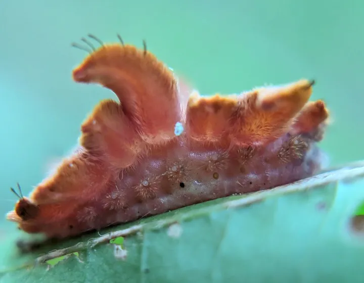 Side view of an orange-brown hag moth caterpillar showing the curled flaps rising from its back