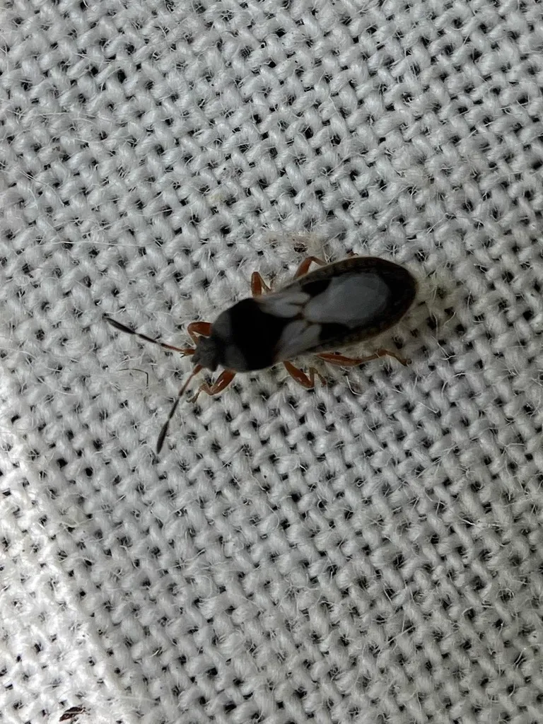 Top-down view of hairy chinch bug on fabric surface