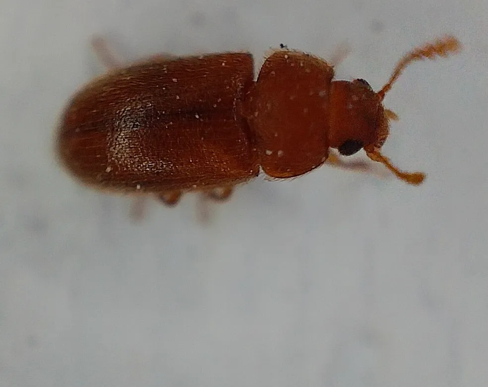 Side view of a hairy fungus beetle on a pale surface showing its head visible in front of the thorax