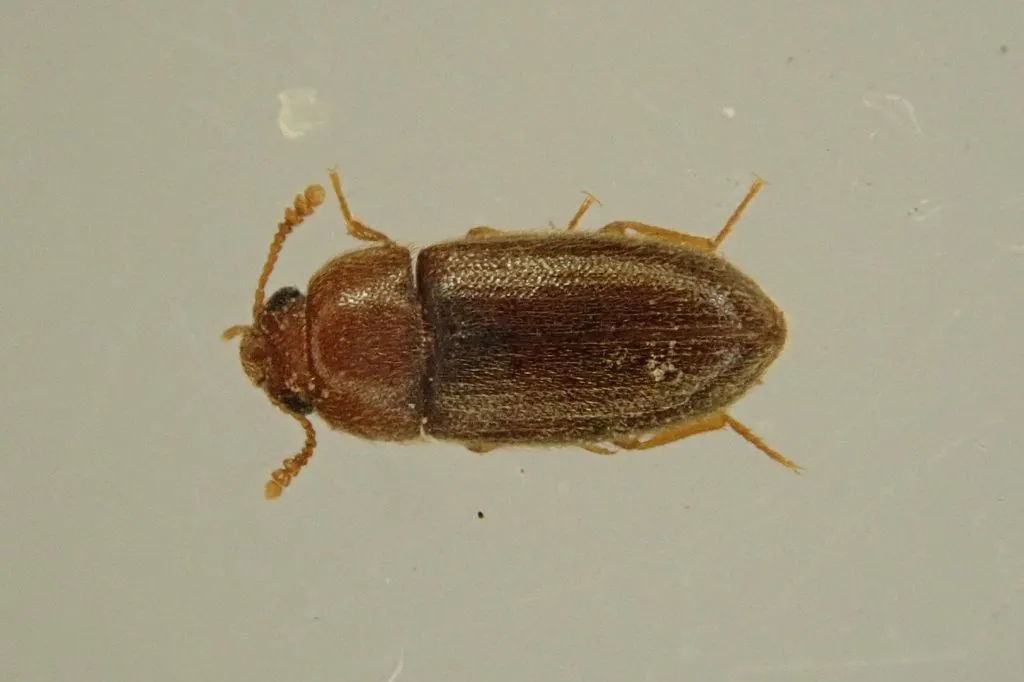Hairy fungus beetle seen from above showing rows of fine hairs on its light brown wing covers and clubbed antennae