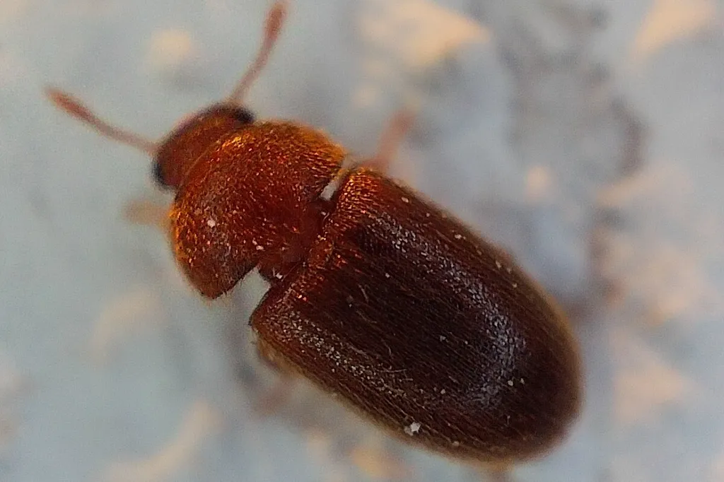 Close view of a hairy fungus beetle showing the fine hairs covering its thorax and wing covers