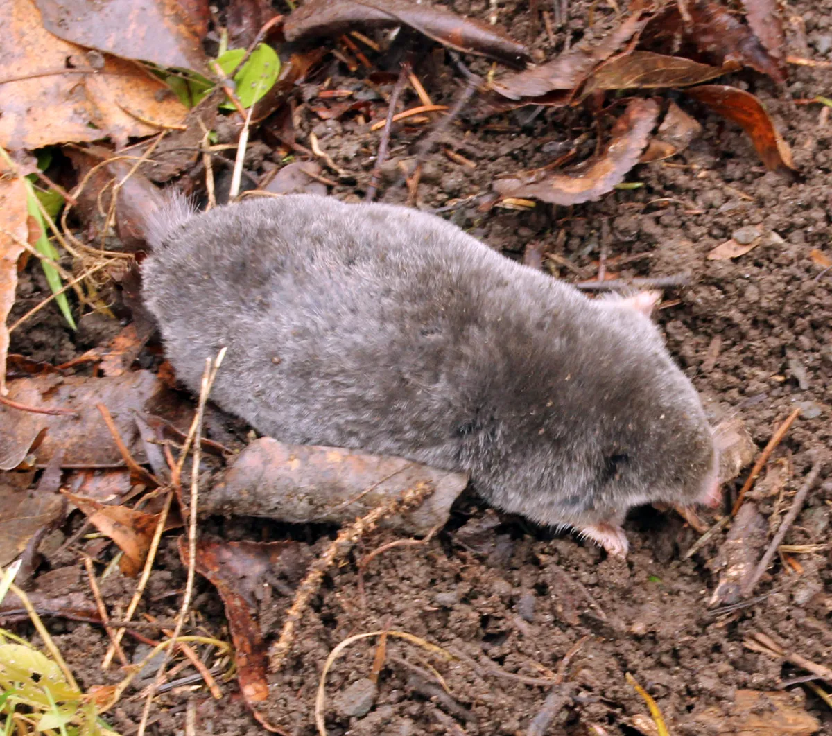 Side profile of a hairy-tailed mole showing its compact body and dark velvety fur