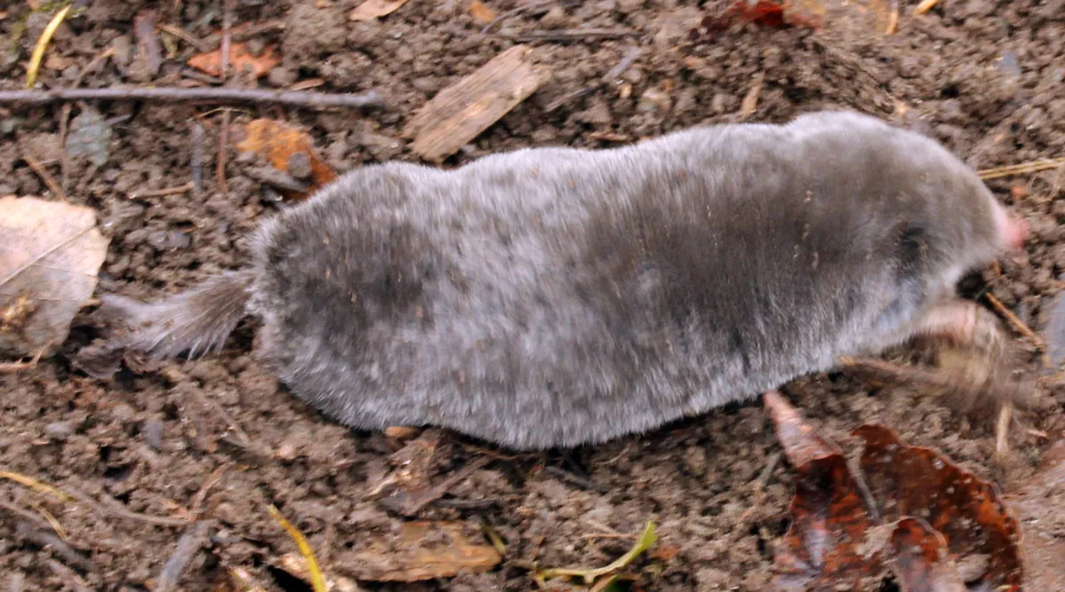 Dorsal view of a hairy-tailed mole displaying the short furred tail