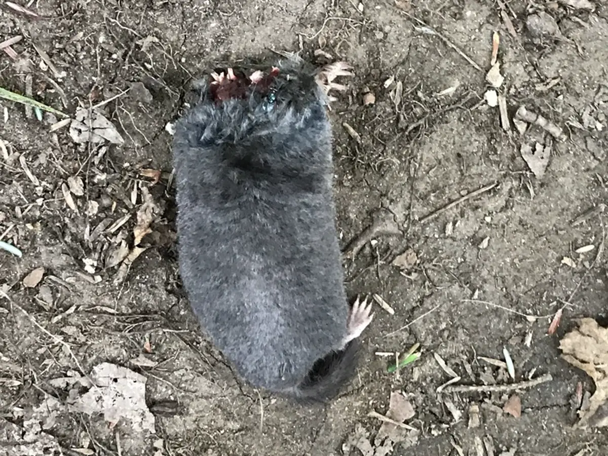 Hairy-tailed mole from above showing broad spade-shaped front digging claws
